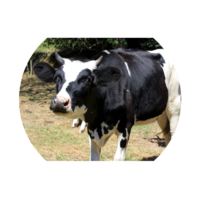 Affiche de vache
