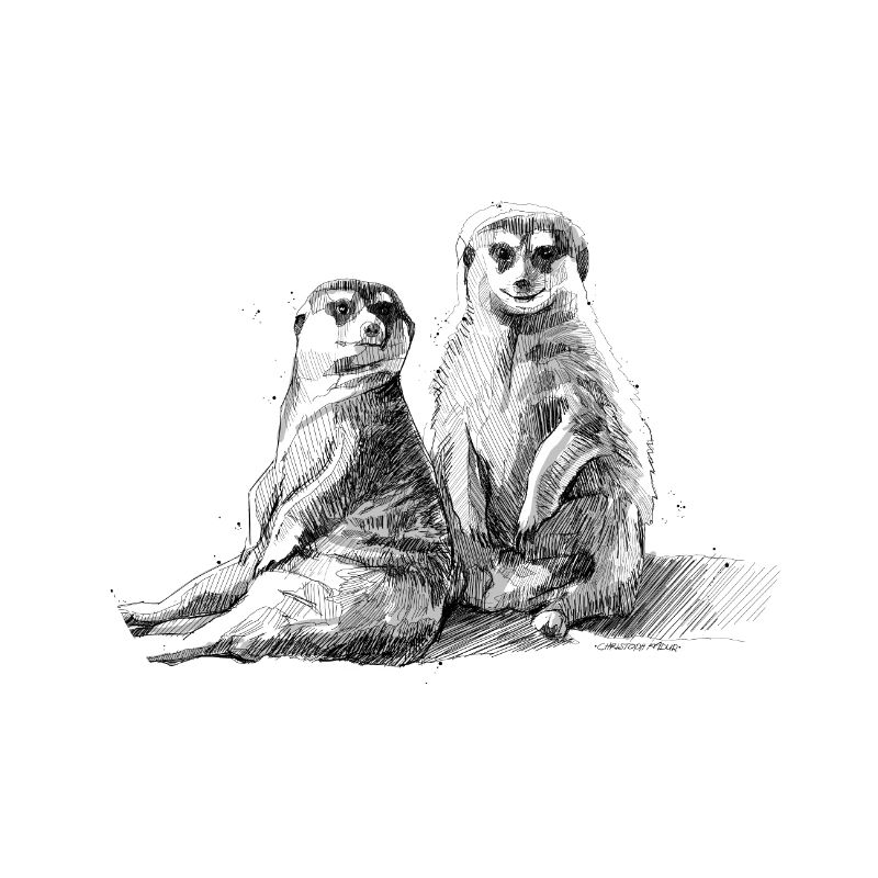 Propagation de suricates