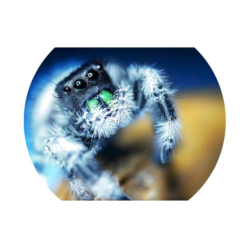 Springspinne, Phidippus regius,jumping spider