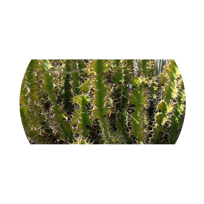 Canarian gorgeus cactus
