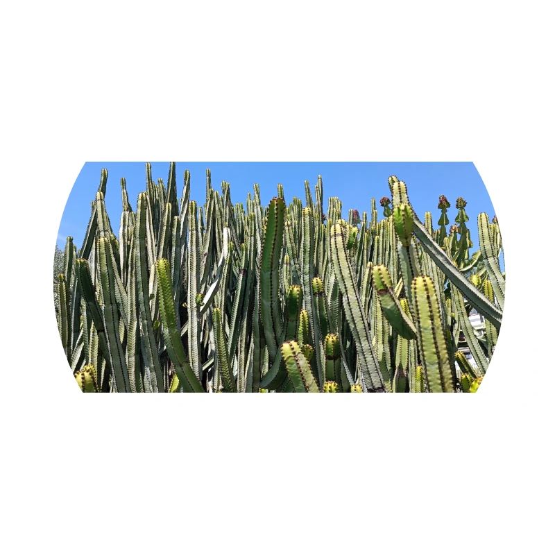Canarian cactus
