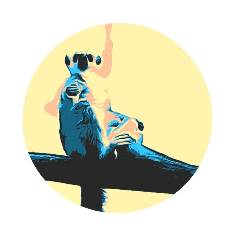 chilling Katta - retro - Lemur - Affe - Halbaffe -