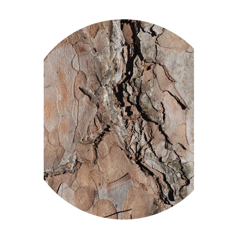 Tree bark