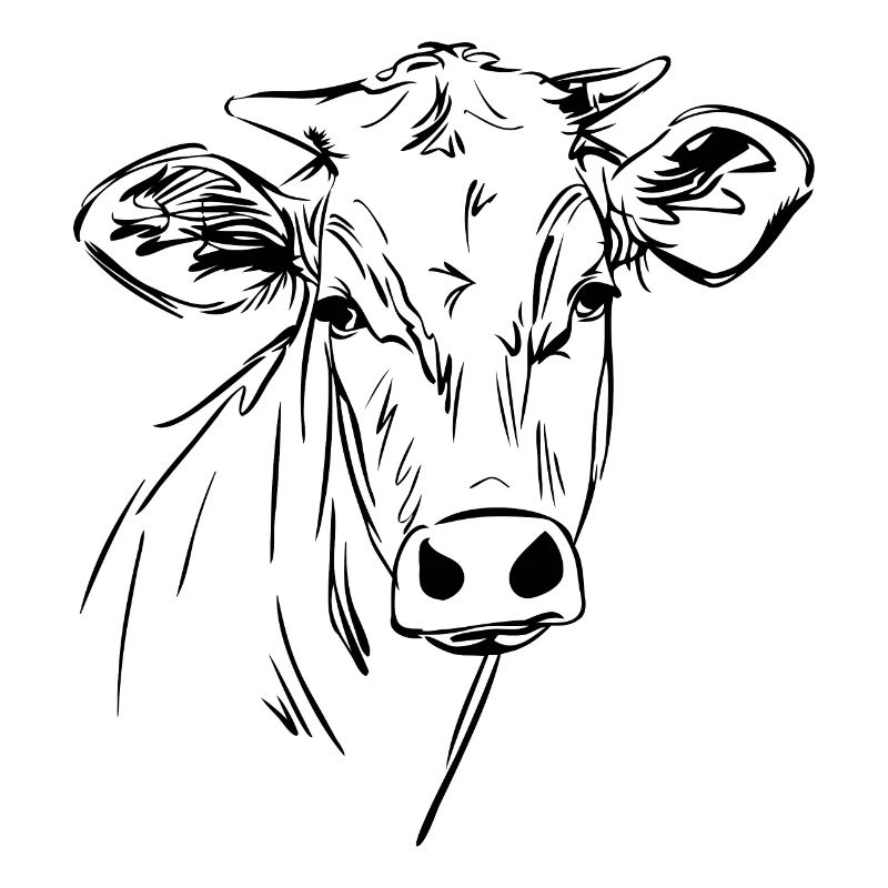 Cow Cows