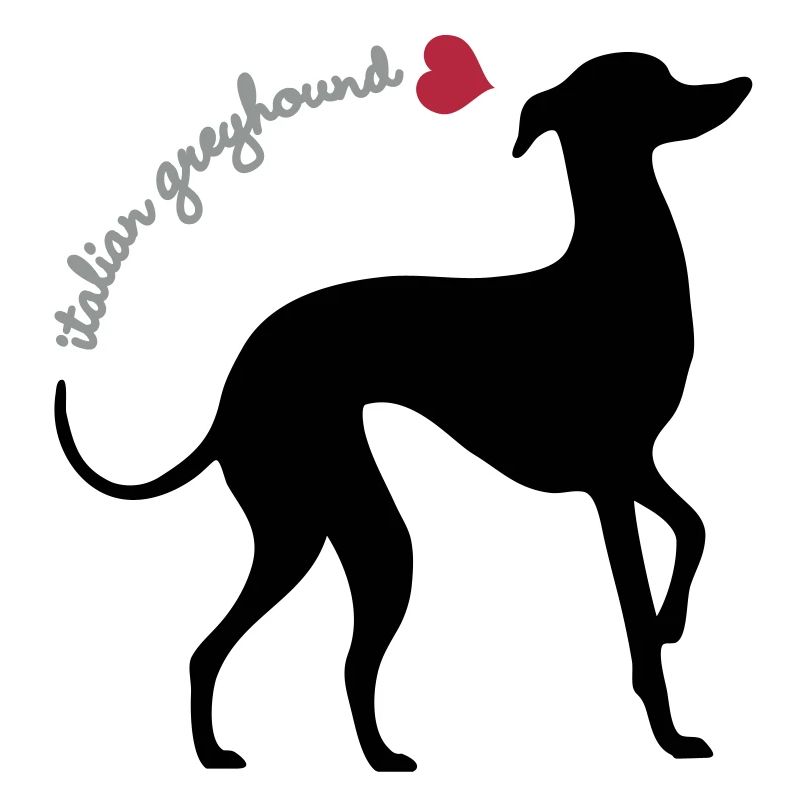 Italian greyhound