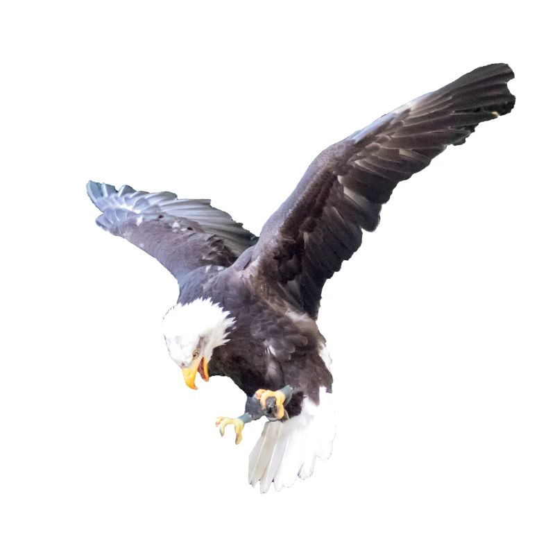 Gift idea Bald Eagle flying Photo Eagle