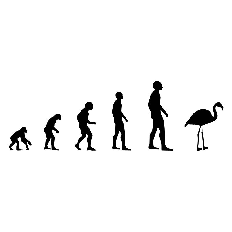 Flamingo - Evolution