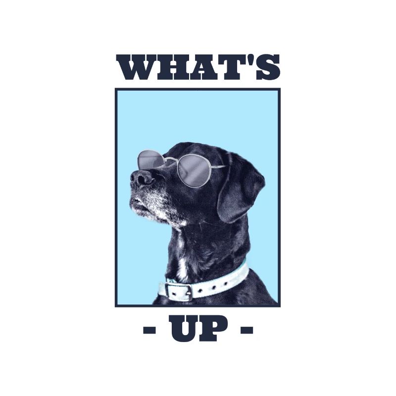 Cool dog