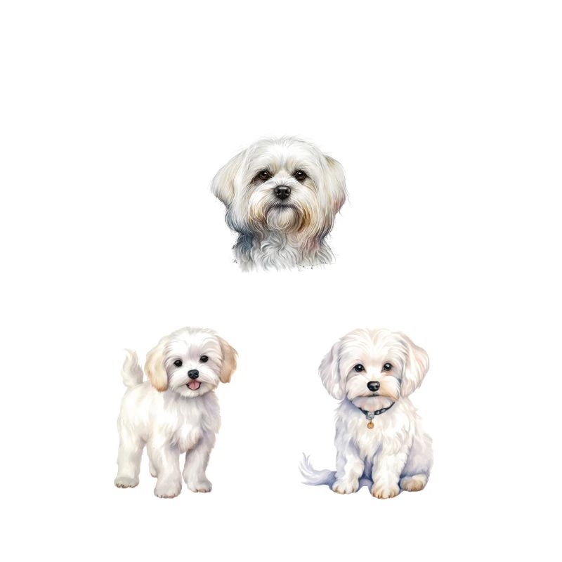 Whats better than one Maltese two Maltese