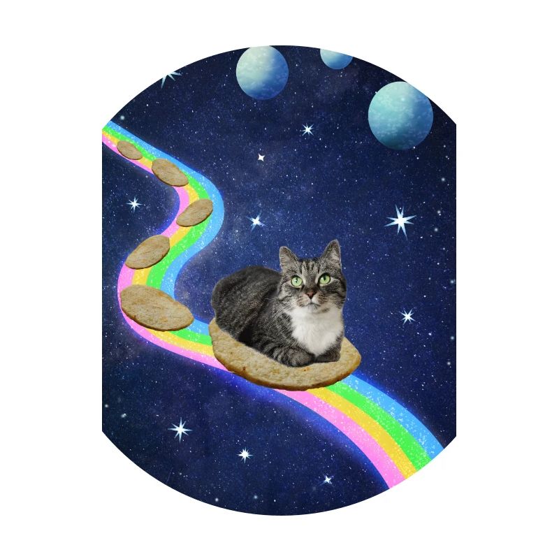 Chat mignon dans l’espace