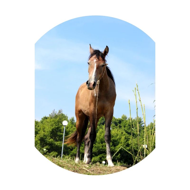 Pferd