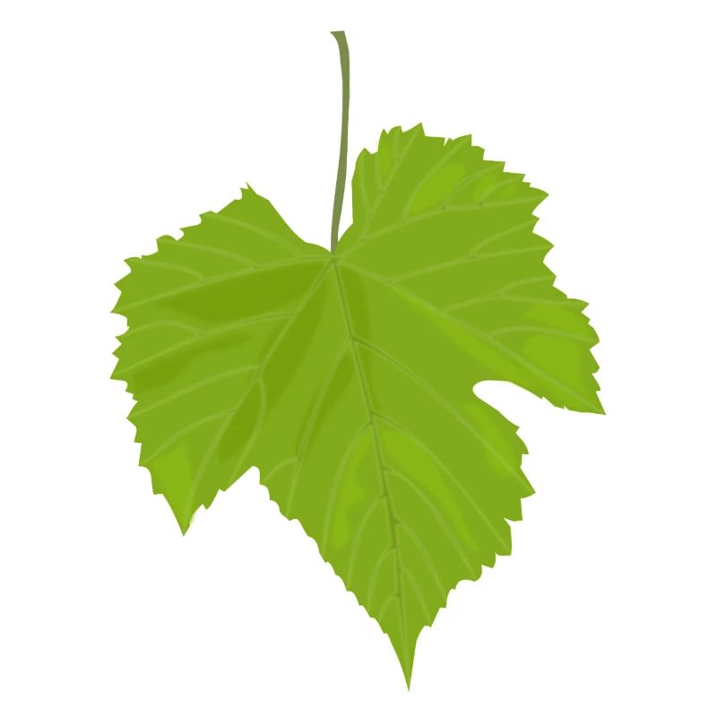 feuille d'érable