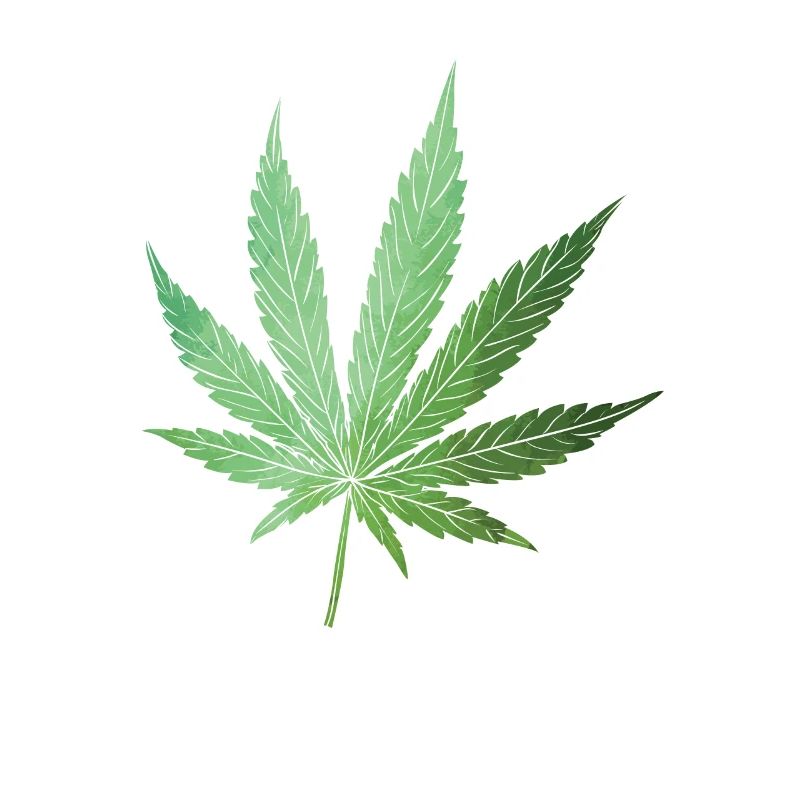 Marijuana Cannabis Leaf