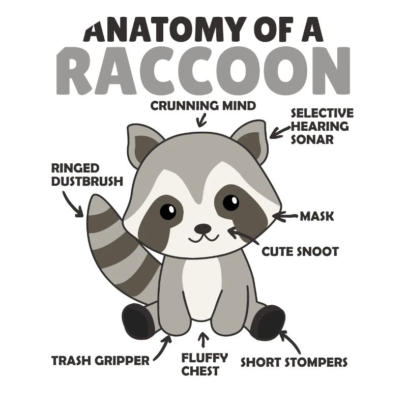 explication du raton laveur doux Anatomie d’un raton laveur