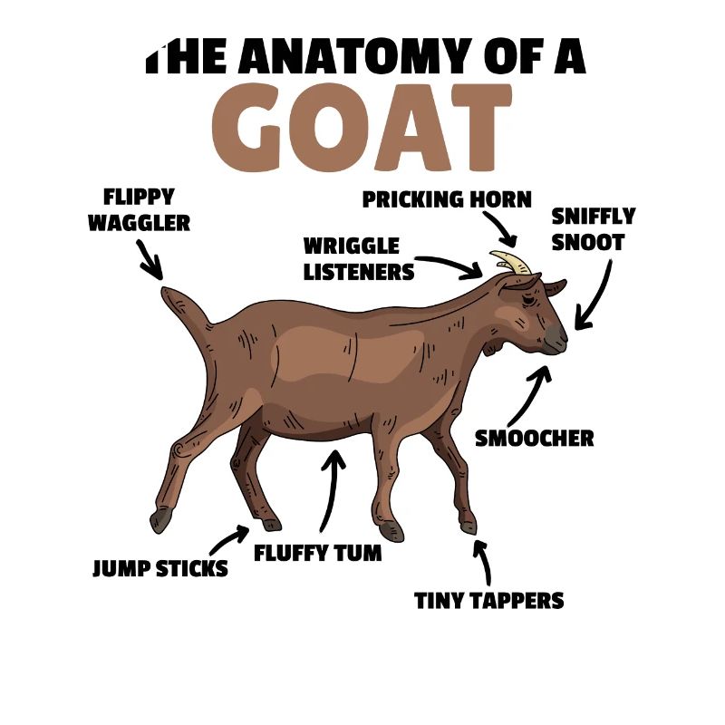 Explication de l’anatomie d’une chèvre mignonne