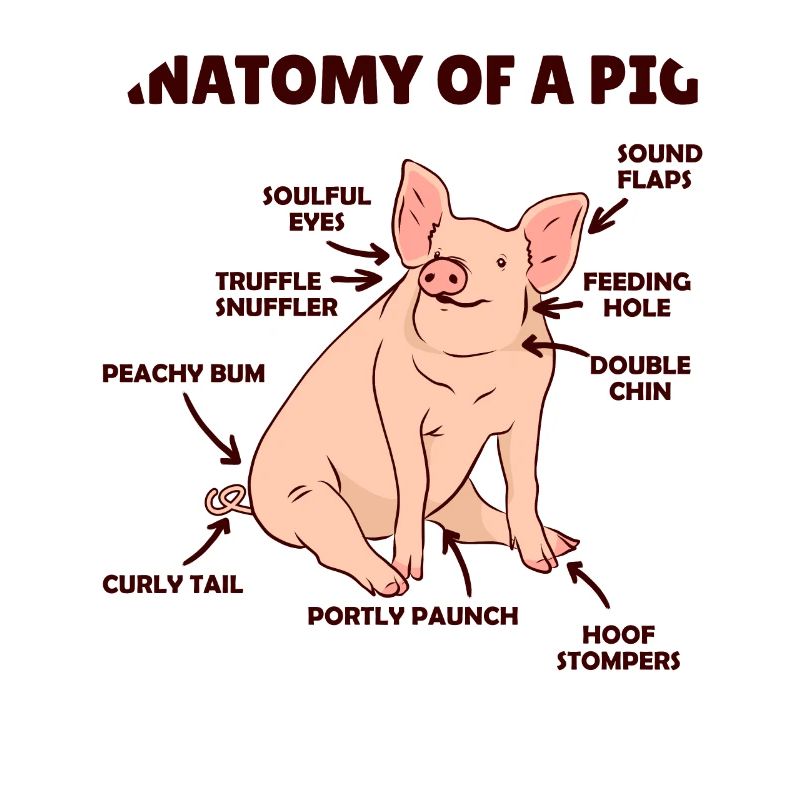 drôle d’explication de l’anatomie d’un cochon