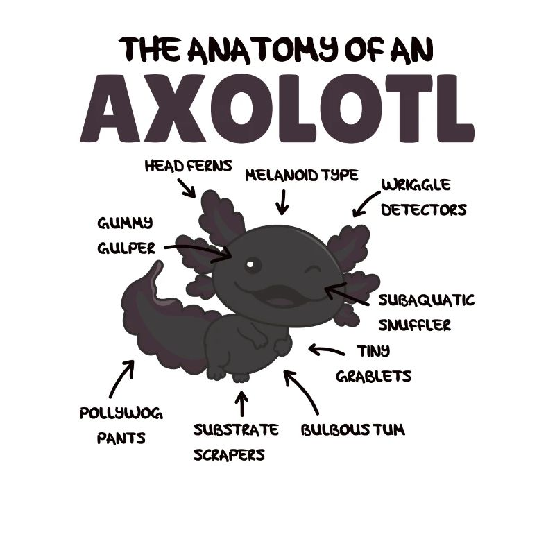 Explication de l’axolotl Anatomie d’un axolotl