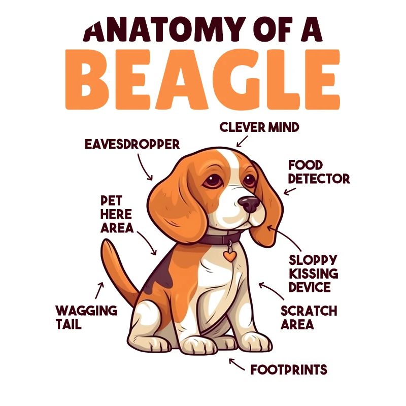 Explication du chien Anatomie d’un beagle