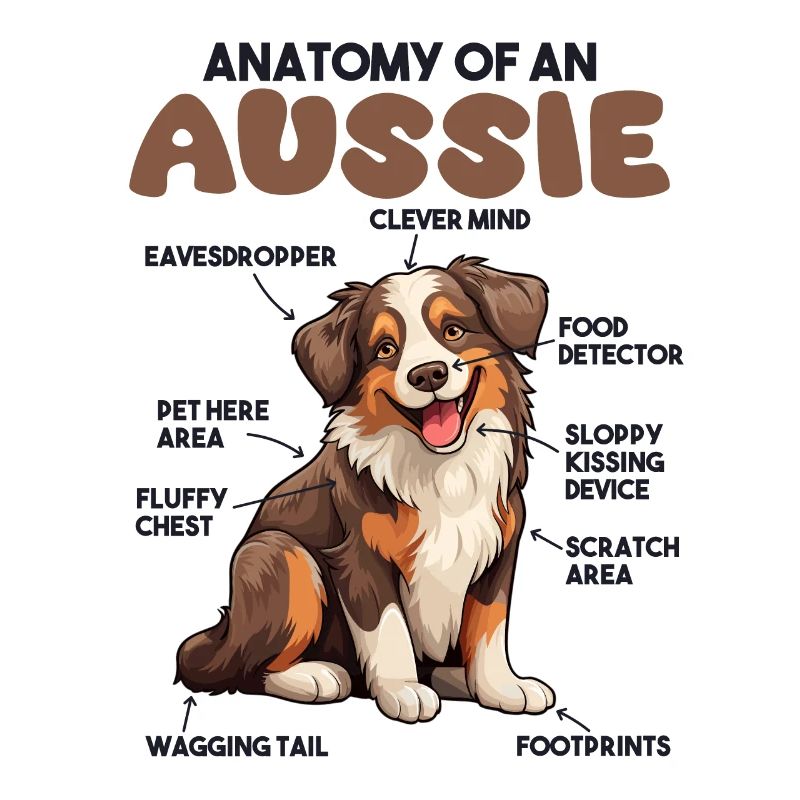 Explication du chien Anatomie d’un berger australien