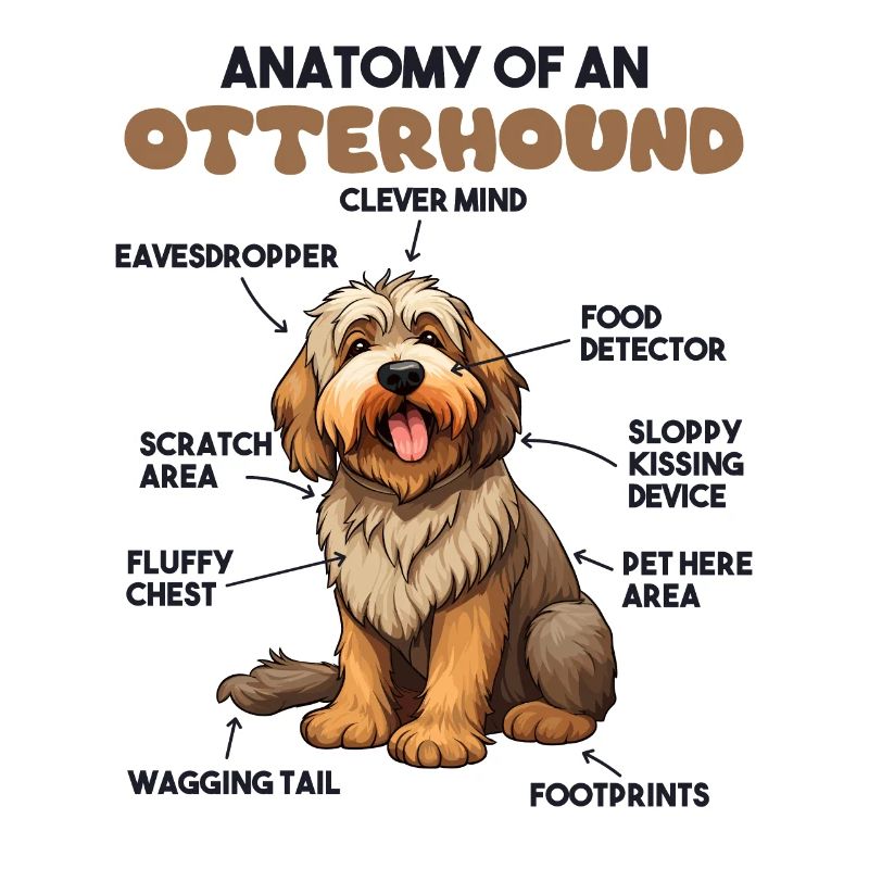 Explication du chien Anatomie d’un lévrier
