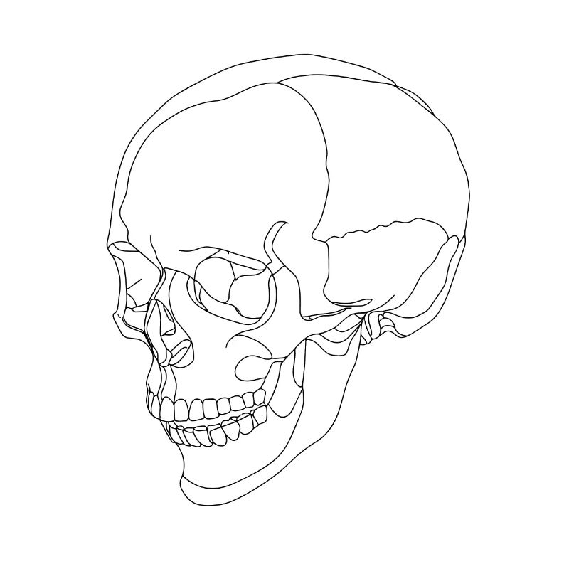 Skull - skull - skeleton - a line