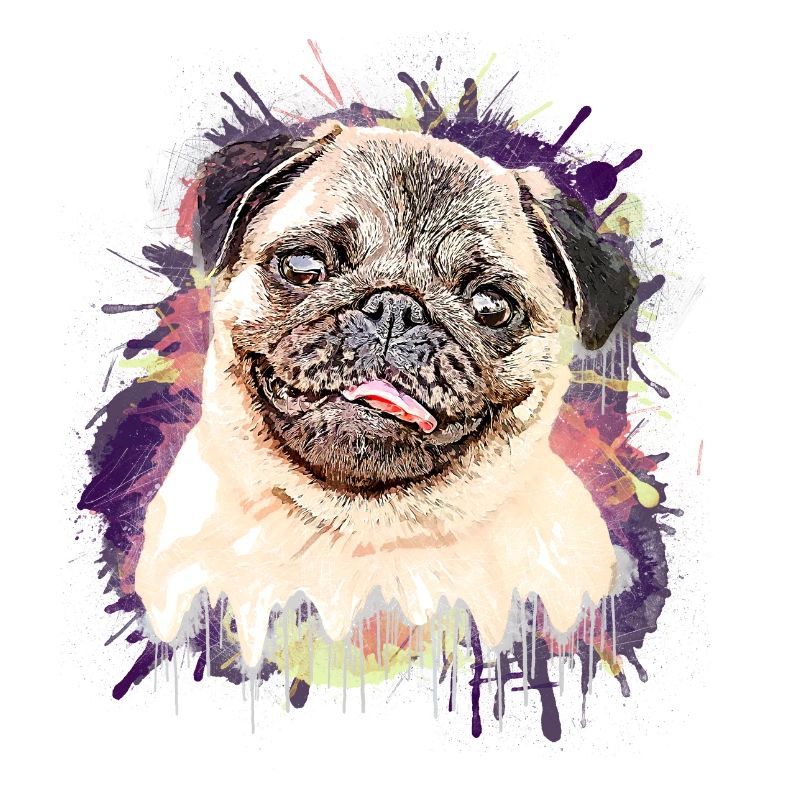 Pug Drawing