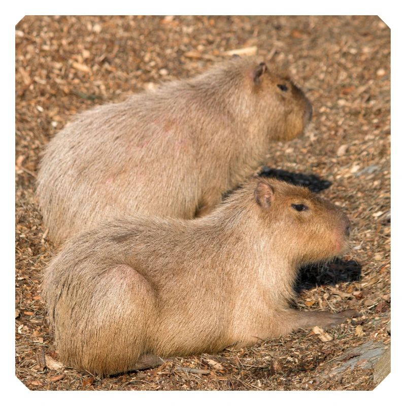 Capybara capybara (Hydrochoerus hydrochaeris)