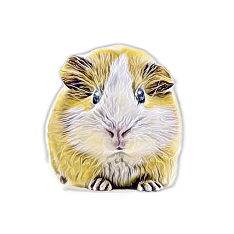 Guinea pig