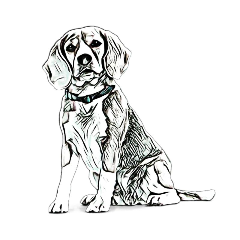 Beagle