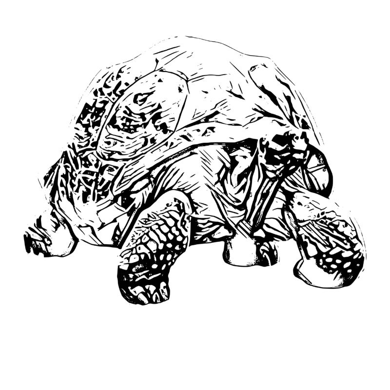 turtle