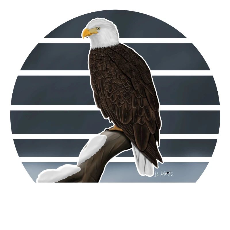 Bald eagle bird illustration