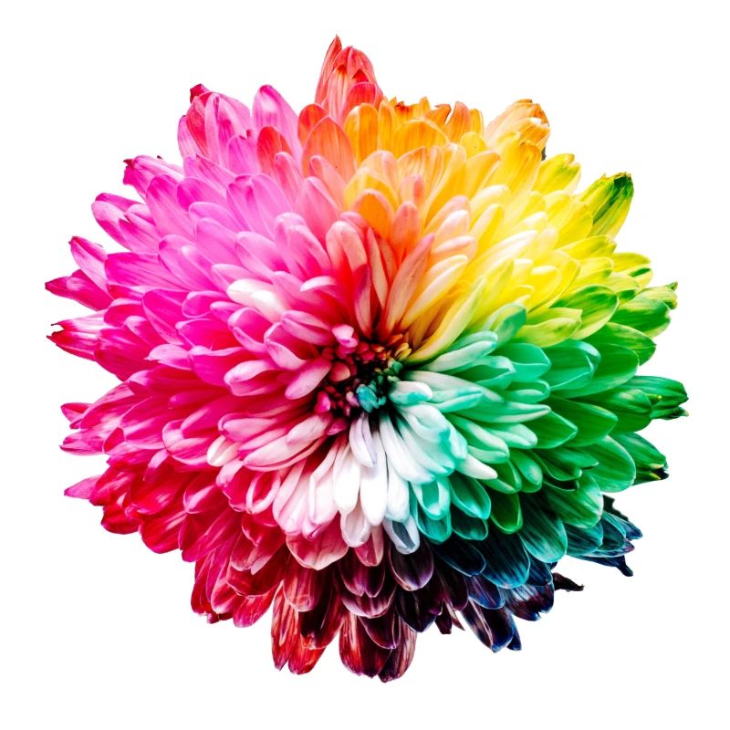 Chrysantheme Regenbogen