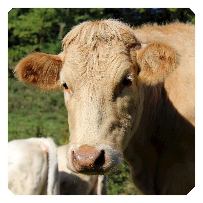 Affiche vache