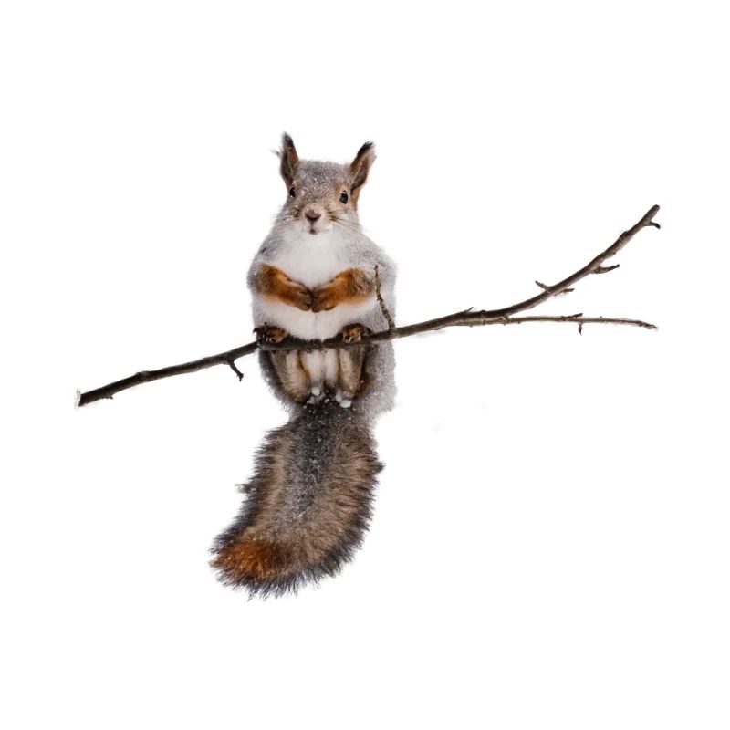 squirrel - Eichhörnchen