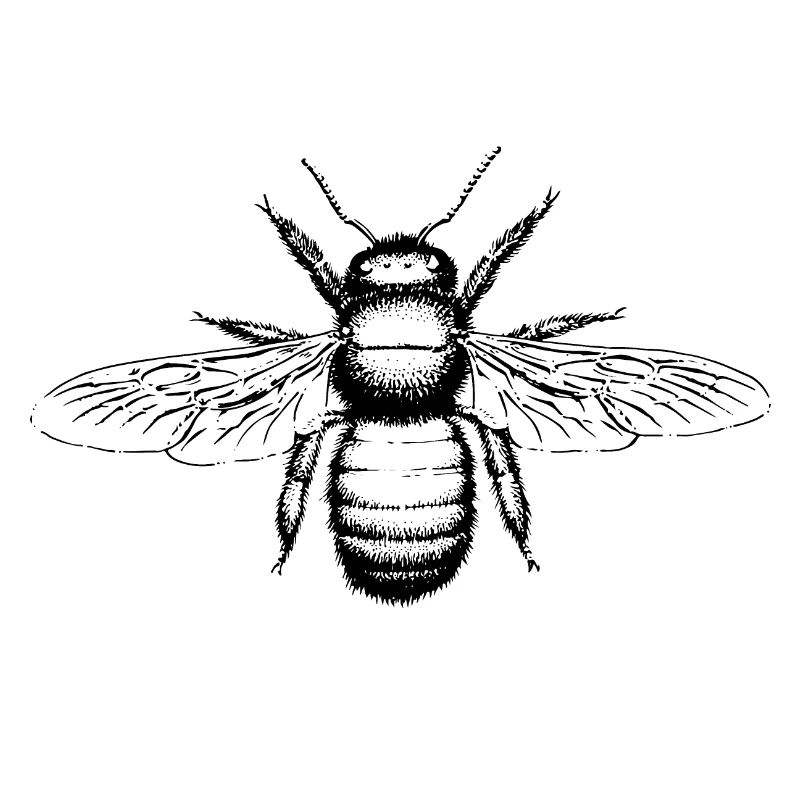 Xylocopa