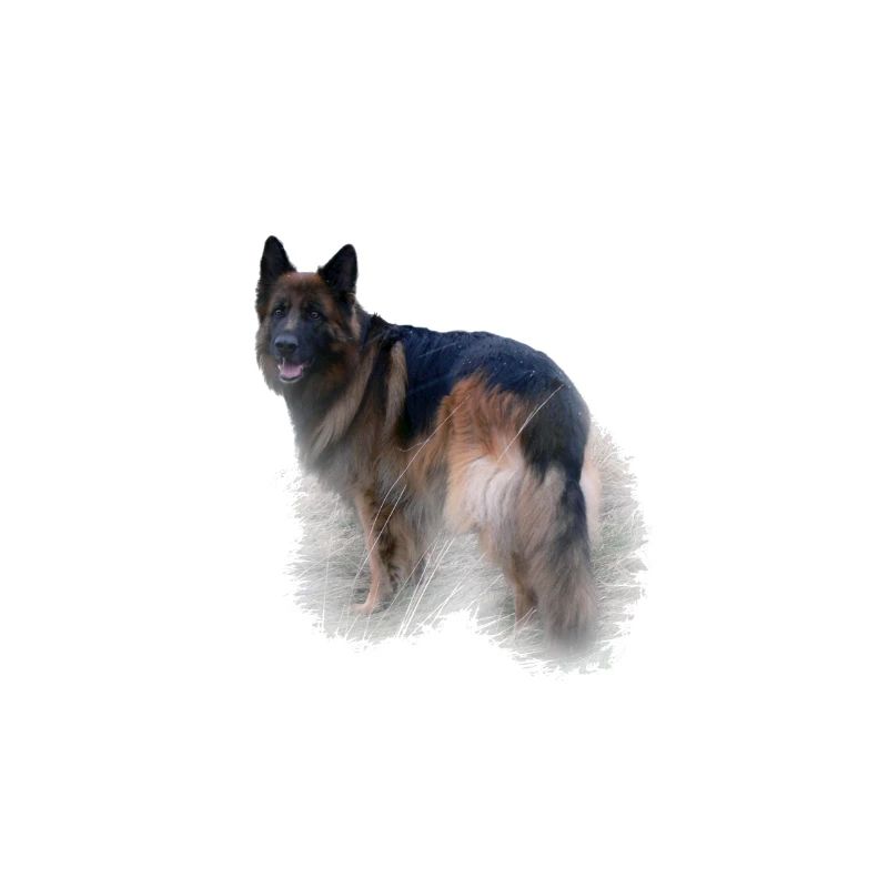 Deutscher Schäferhund