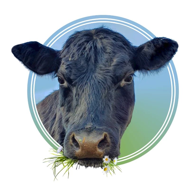 Vache