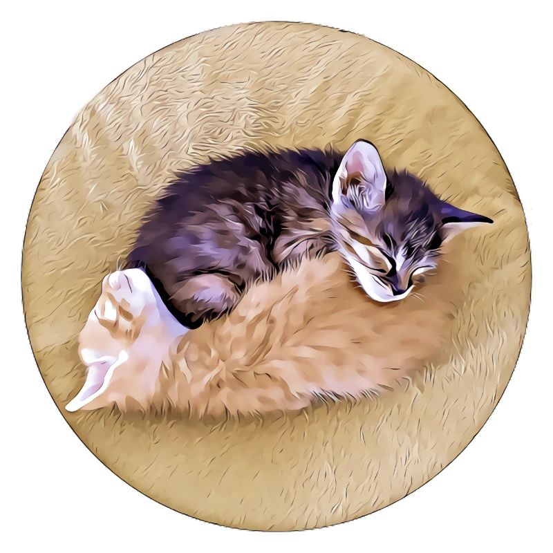 Two sleeping tabby kittens holding each other