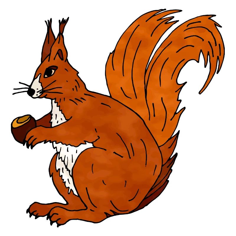 Squirrel