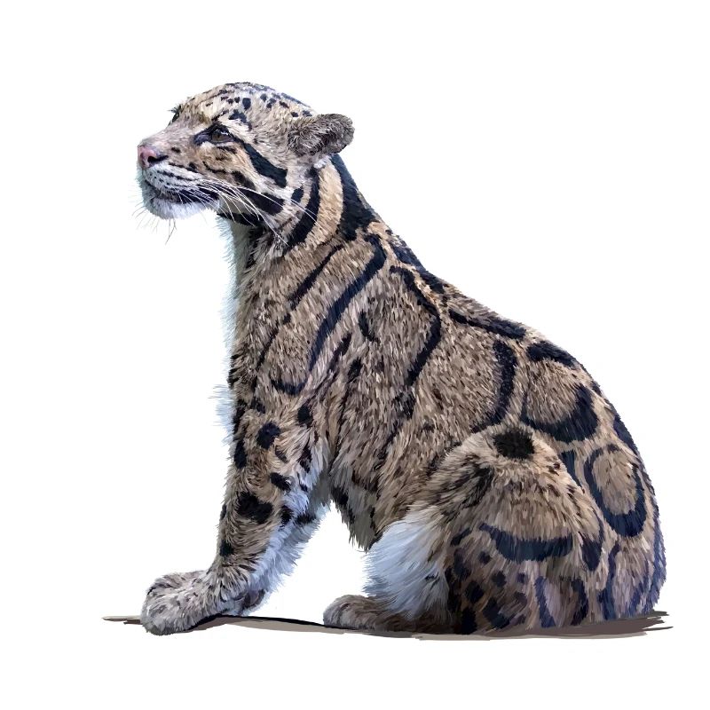Clouded leopard