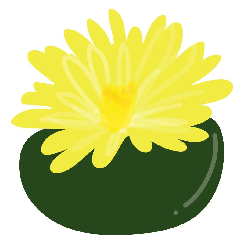 Fleur de Lithops1