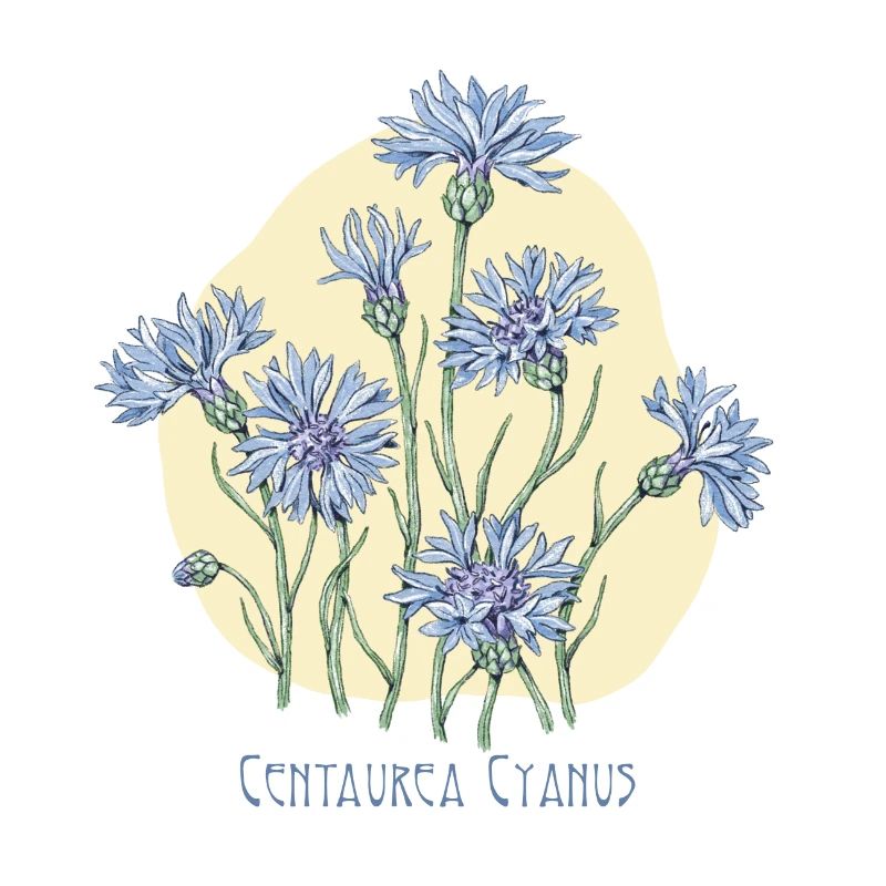 cornflower, botanical drawing