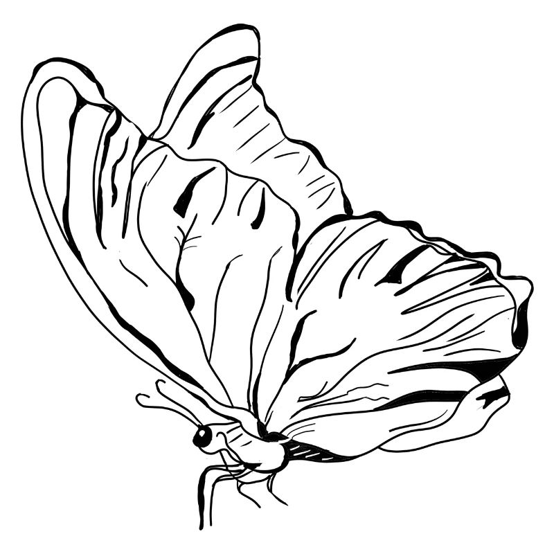 Schmetterling Vecter