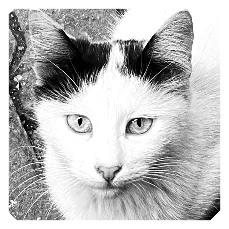 Chat mignon