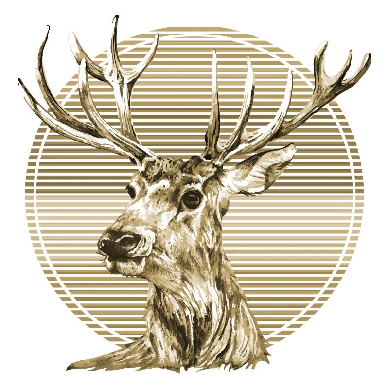 Cerf