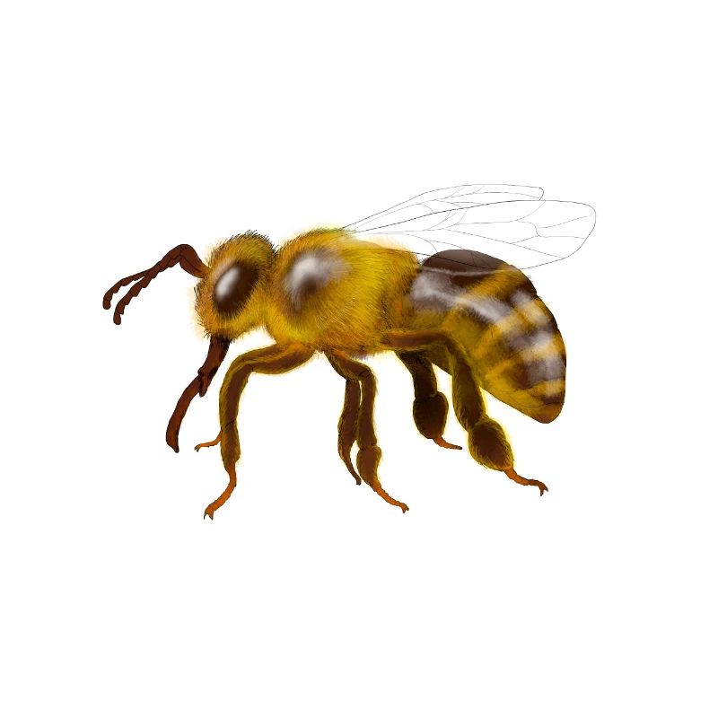 Bee