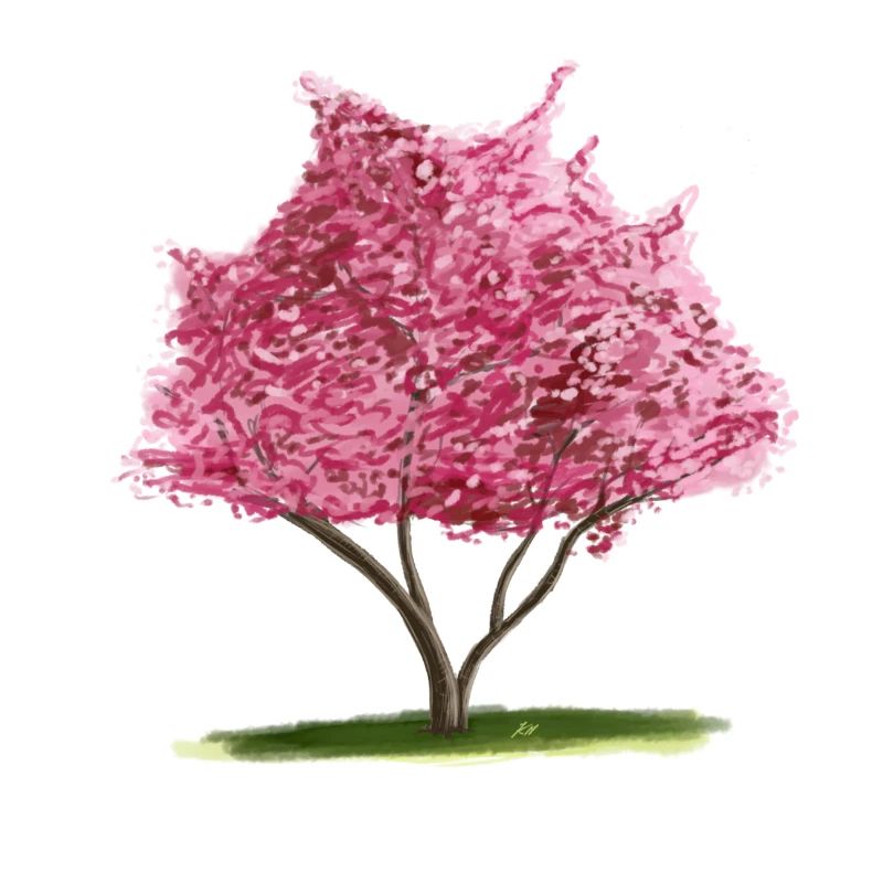 Cherry Sakura Pink Floral Tree