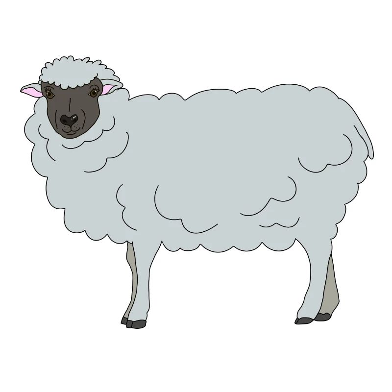 Sheep