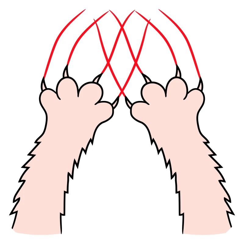 Chats, Griffes, Pattes, Pattes, Griffes, Griffures, Rayures