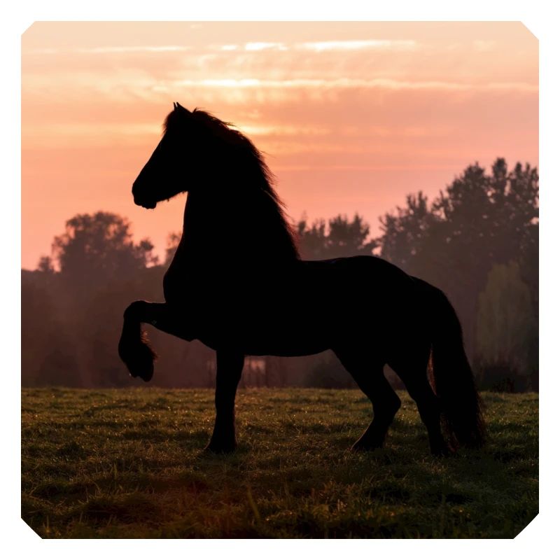 Friesian Morning
